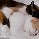 https://upforme.ru/uploads/001c/55/b9/2/86363.gif
