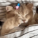 https://upforme.ru/uploads/001c/55/b9/2/884186.gif