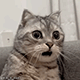 https://upforme.ru/uploads/001c/55/b9/2/893274.gif
