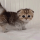https://upforme.ru/uploads/001c/55/b9/2/896207.gif