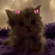 https://upforme.ru/uploads/001c/55/b9/2/897494.gif