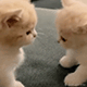 https://upforme.ru/uploads/001c/55/b9/2/902977.gif