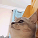 https://upforme.ru/uploads/001c/55/b9/2/923053.gif