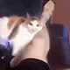 https://upforme.ru/uploads/001c/55/b9/2/935315.gif