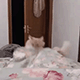 https://upforme.ru/uploads/001c/55/b9/2/959453.gif