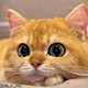 https://upforme.ru/uploads/001c/55/b9/2/966266.gif