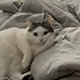 https://upforme.ru/uploads/001c/55/b9/2/980371.gif