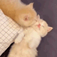 https://upforme.ru/uploads/001c/55/b9/2/985162.gif