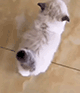 https://upforme.ru/uploads/001c/55/b9/2/985634.gif