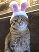 https://upforme.ru/uploads/001c/55/b9/2/985765.gif
