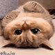 https://upforme.ru/uploads/001c/55/b9/2/989118.gif