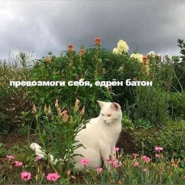 https://upforme.ru/uploads/001c/55/b9/247/t61564.jpg