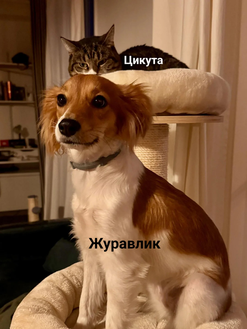 https://upforme.ru/uploads/001c/55/b9/26/t427291.png
