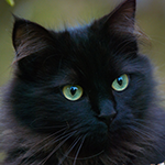 https://upforme.ru/uploads/001c/55/b9/31/128991.png