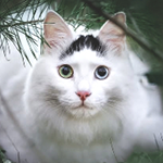 https://upforme.ru/uploads/001c/55/b9/31/168805.png