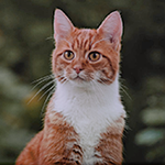 https://upforme.ru/uploads/001c/55/b9/31/367520.png