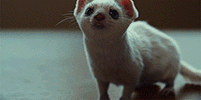 https://upforme.ru/uploads/001c/55/b9/31/592404.gif