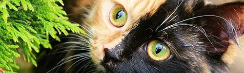 https://upforme.ru/uploads/001c/55/b9/310/t411895.jpg