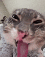 https://upforme.ru/uploads/001c/55/b9/324/219435.gif