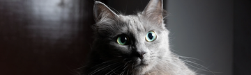 https://upforme.ru/uploads/001c/55/b9/332/t203521.png