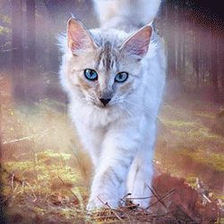 https://upforme.ru/uploads/001c/55/b9/335/t971757.gif