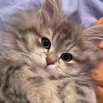 https://upforme.ru/uploads/001c/55/b9/35/826495.jpg