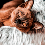 https://upforme.ru/uploads/001c/55/b9/5/743253.png