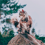 https://upforme.ru/uploads/001c/55/b9/69/872950.png