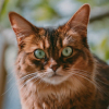 https://upforme.ru/uploads/001c/55/b9/7/199740.png