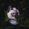 https://upforme.ru/uploads/001c/55/b9/7/959854.png