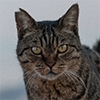 https://upforme.ru/uploads/001c/55/b9/8/851809.png