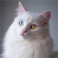 https://upforme.ru/uploads/001c/55/b9/85/375161.png
