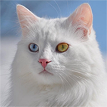 https://upforme.ru/uploads/001c/55/b9/85/734306.png
