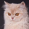 https://upforme.ru/uploads/001c/55/b9/85/755229.png