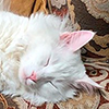 https://upforme.ru/uploads/001c/55/b9/85/943831.png