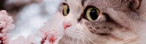 https://upforme.ru/uploads/001c/55/b9/86/509386.png