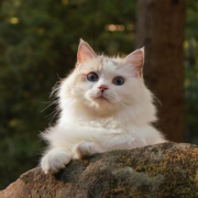 https://upforme.ru/uploads/001c/55/b9/9/868885.png