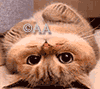 https://upforme.ru/uploads/001c/59/63/2/t474407.gif