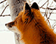 https://upforme.ru/uploads/001c/59/63/4/t426334.gif