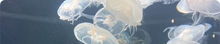 https://upforme.ru/uploads/001c/5f/2b/2/692061.png
