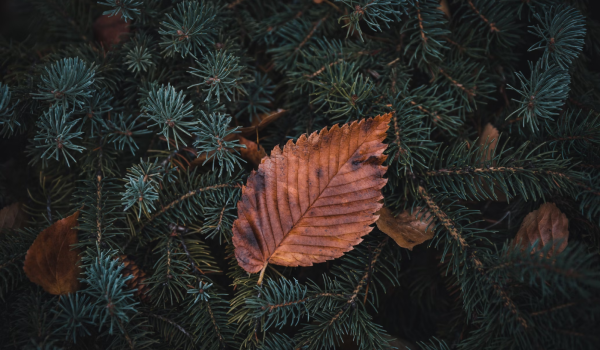 https://upforme.ru/uploads/001c/60/8d/2/945476.png