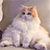 https://upforme.ru/uploads/001c/6a/04/3/655508.gif