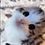 https://upforme.ru/uploads/001c/70/51/3/119616.gif