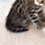 https://upforme.ru/uploads/001c/70/51/3/60737.gif