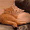 https://upforme.ru/uploads/001c/7f/e4/50/289037.gif