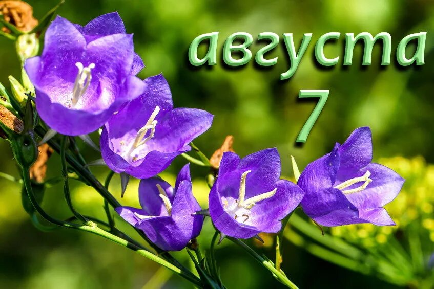 https://upforme.ru/uploads/001c/87/08/3/378954.jpg