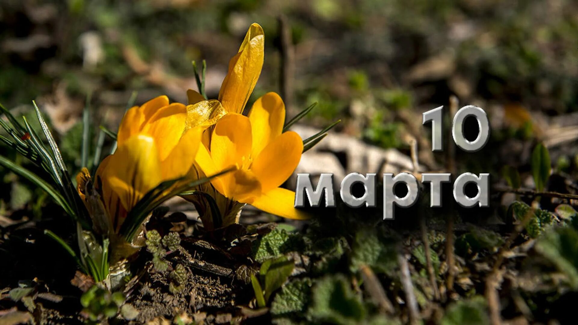 https://upforme.ru/uploads/001c/87/08/3/701450.jpg