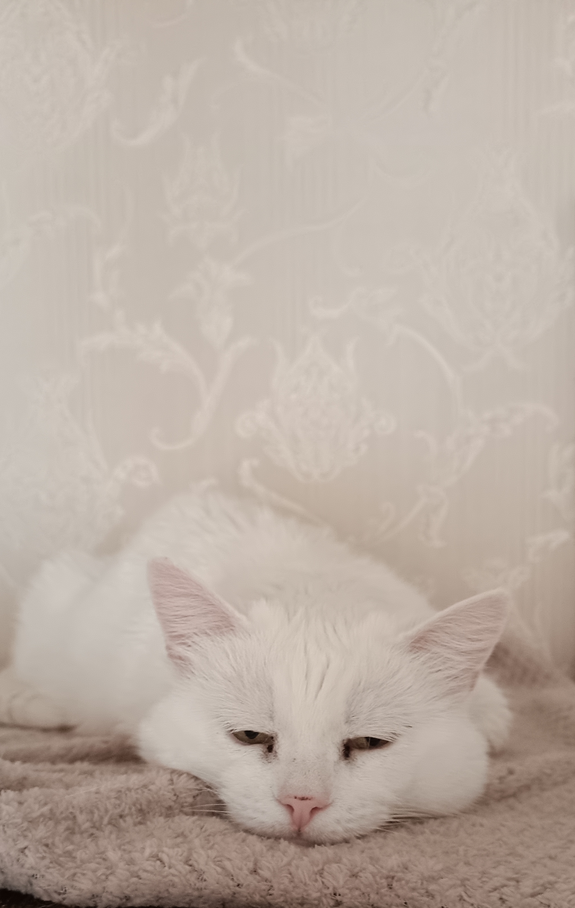 https://upforme.ru/uploads/001c/87/08/3/747413.jpg