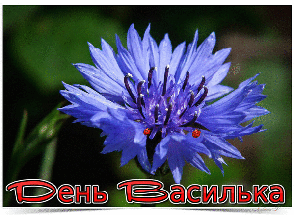 https://upforme.ru/uploads/001c/87/08/3/885078.gif