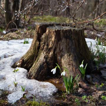 ����������� �����������